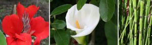 plantas-piletas-01