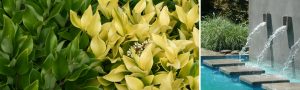 plantas-piletas-02