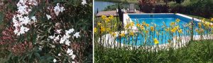 plantas-piletas-03