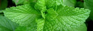 alianzas-verdes-02