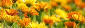 alianzas-verdes-04