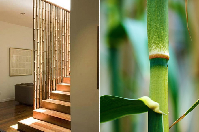 bambu-03